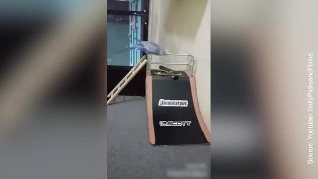 Entre voler et faire du skate, cet oiseau a fait son choix