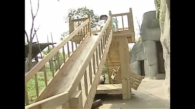 Ces bébés pandas font du toboggan