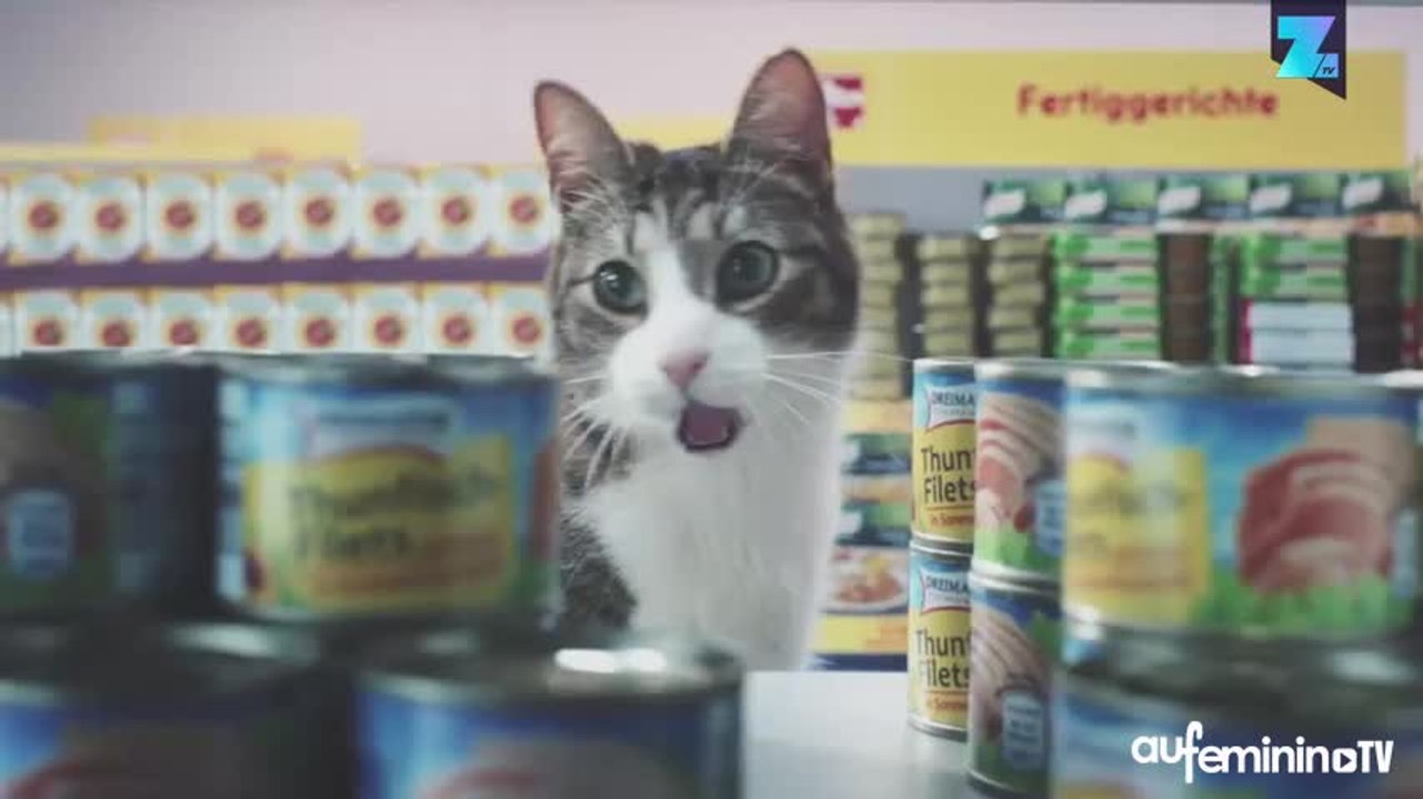 Des chats se prennent pour des humains dans un magasin