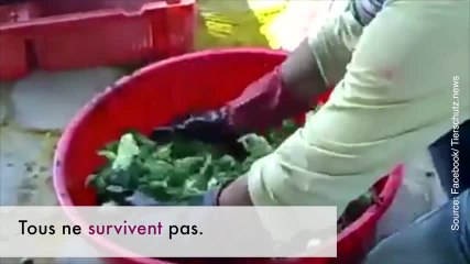 Ce qu'ils ont fait à ces poussins est ignoble...