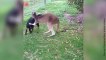 Un kangourou et un chien deviennent les meilleurs amis du monde