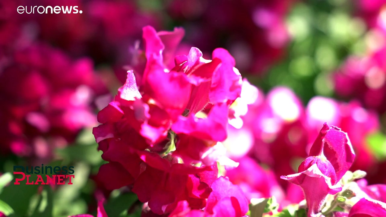 EU-Aufbauplan: für ein grüneres und krisenfesteres Europa