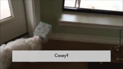 Mais qui a détruit la boîte à mouchoirs