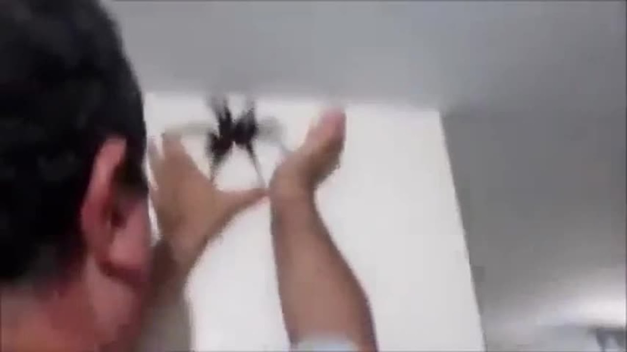 Il attrape une mygale à mains nues