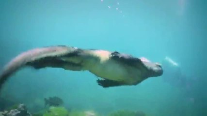 Un iguane hors-norme filmé par des plongeurs