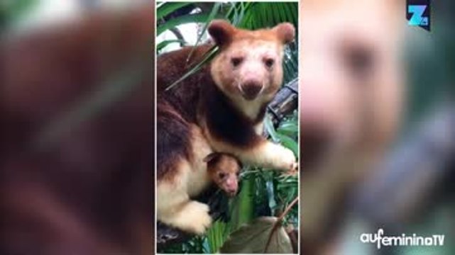 À quoi ressemble un bébé kangourou à la naissance
