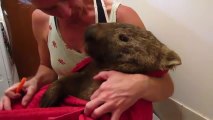 Un wombat sauvé de justesse