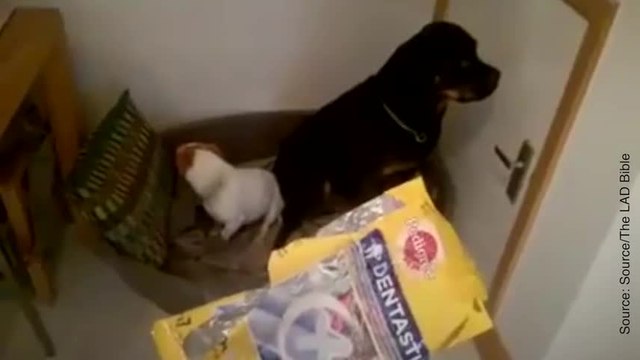 Ces chiens se sont fait un petit plaisir…