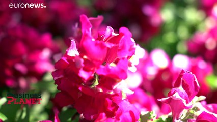 El resurgir de pymes finlandesas gracias al plan financiero de la UE