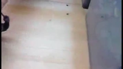 Il joue avec une araignée Euphrynichus amanica