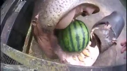 Des hippopotames mangent des pastèques