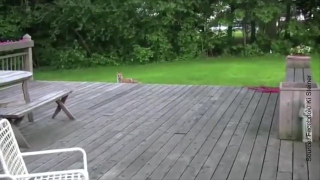 Ce renard vit très mal la séparation avec son ami le chien…