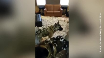 Ces deux chiens ont fait des bêtises...