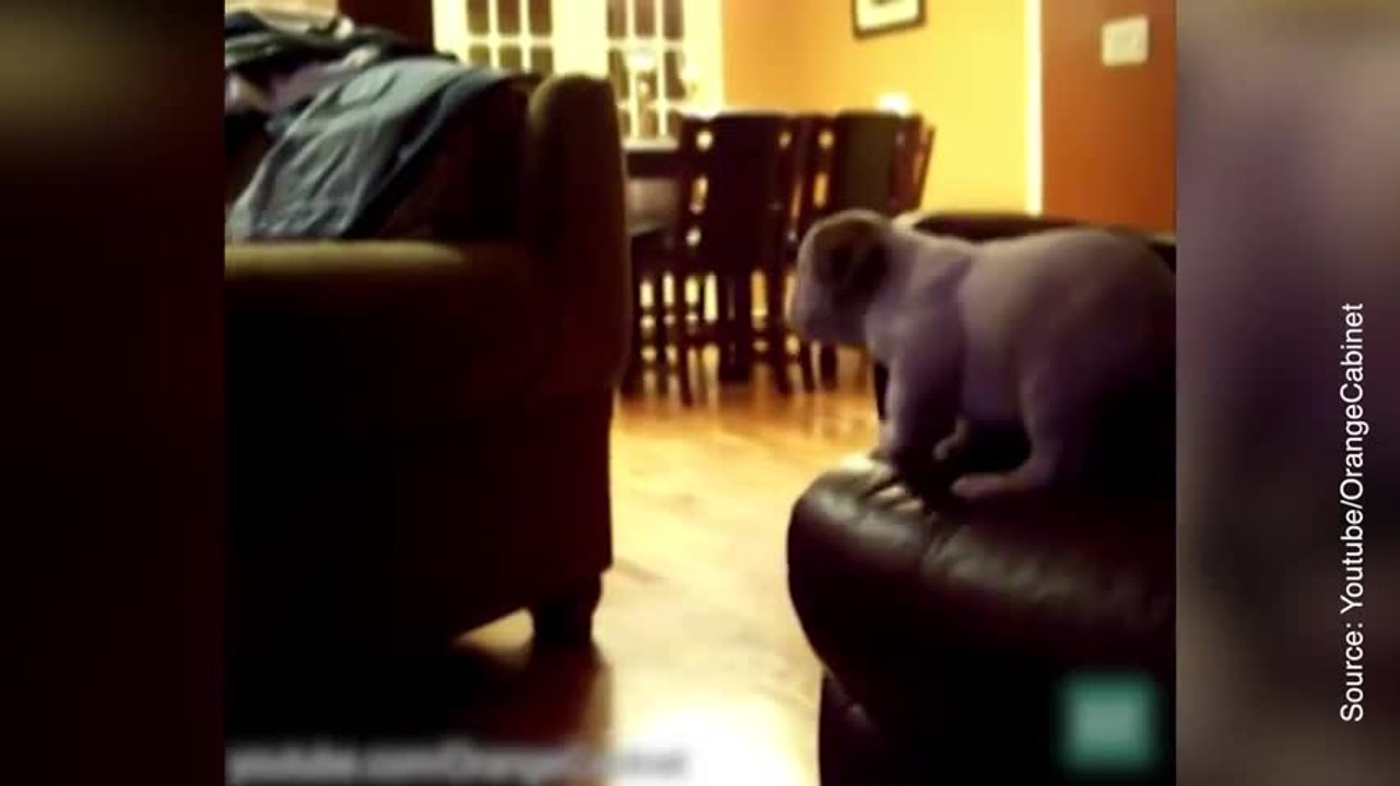 Chiens contre canapés !