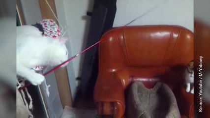 Ces deux chats n'ont besoin de personne pour s'amuser !