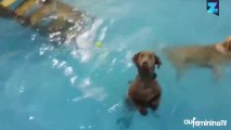 Marrant : ce chien adore l’eau mais déteste nager !