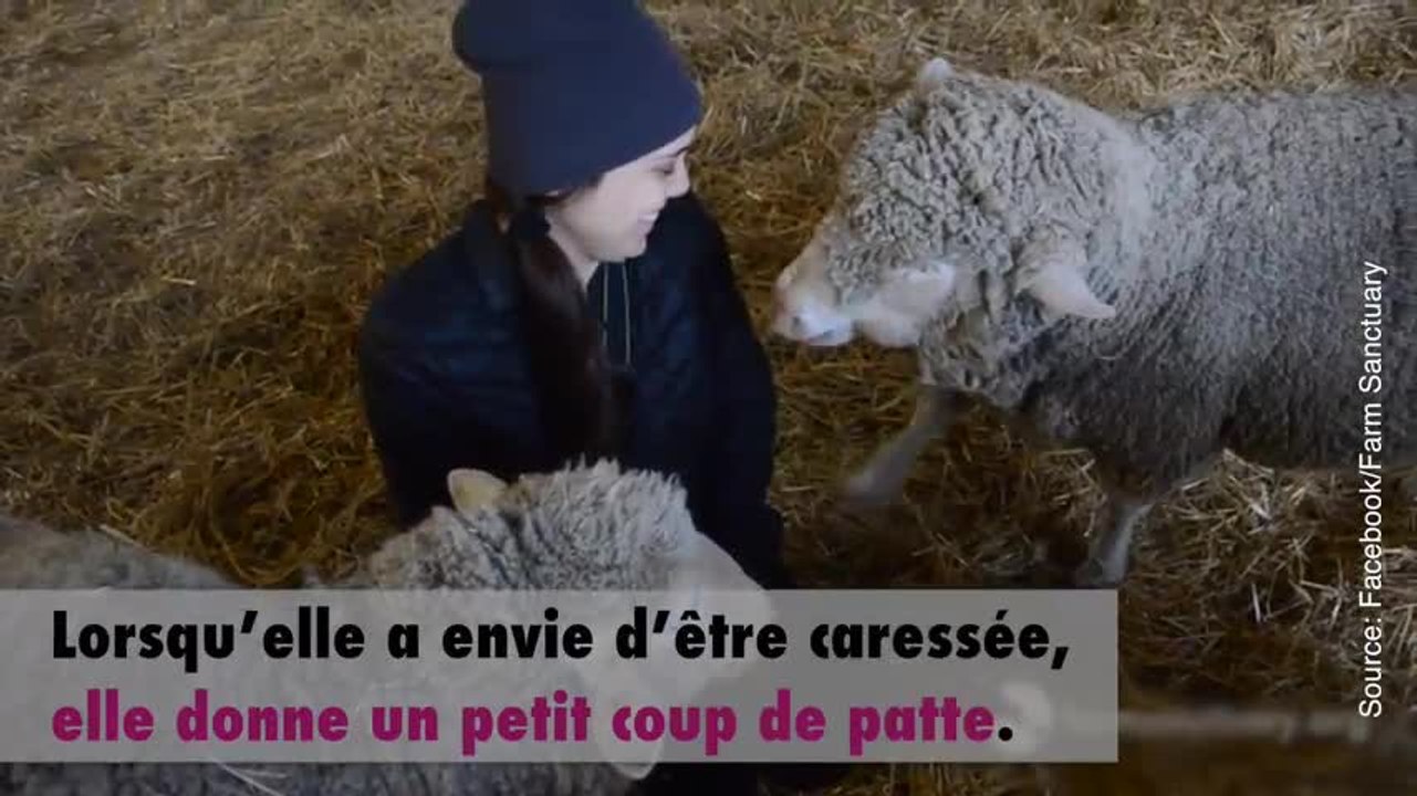 Cette brebis sait comment faire fondre le cœur des gens...