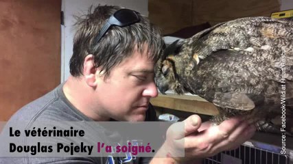Ce hibou a trouvé une vraie famille