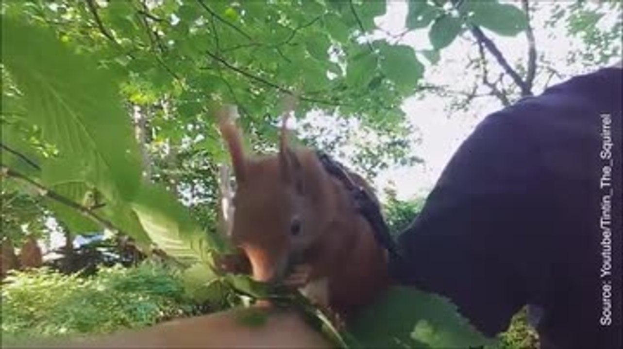 Tintin n'a pas la même vie que les autres écureuils…