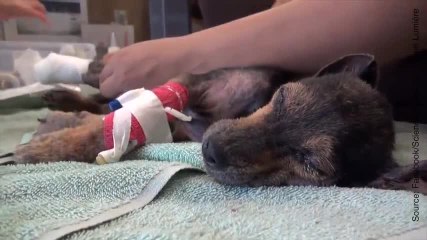 Il y a vraiment des individus sans cœur sur Terre !