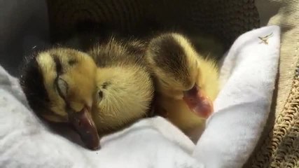 Ces deux canetons s’endorment ensemble