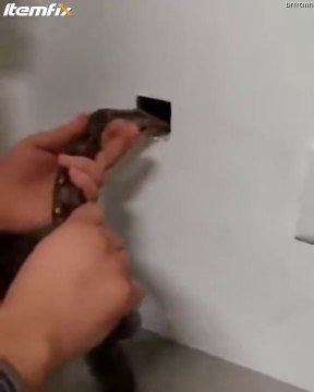 Méthode radicale et bio pour se débarrasser des souris...