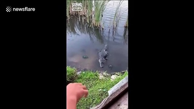 Quand une tortue vole le repas d'un crocodile... Même pas peur