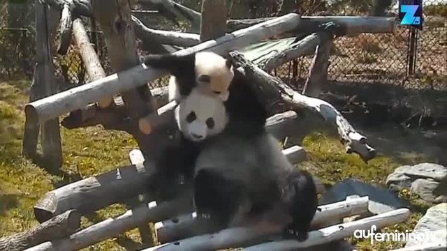 Trop mignon : un bébé panda et sa mère s’éclatent