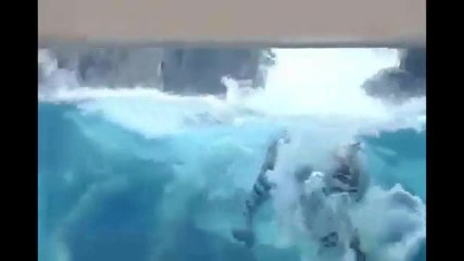 Un jaguar se nourrit sous l’eau