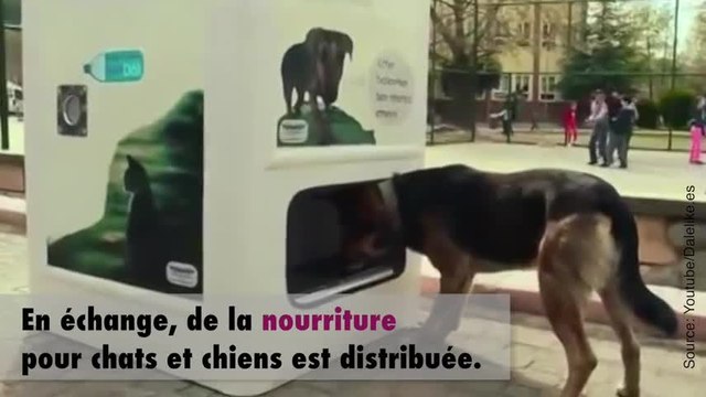 Une invention qui va révolutionner la vie des animaux abandonnés...