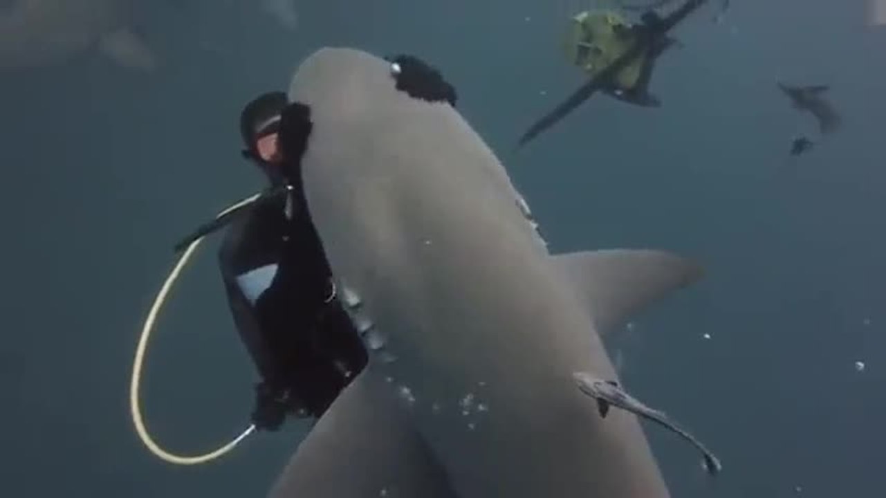 Moment tendresse entre un plongeur et un requin