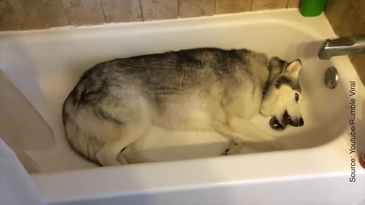En voilà un qui rêve de prendre un bain !