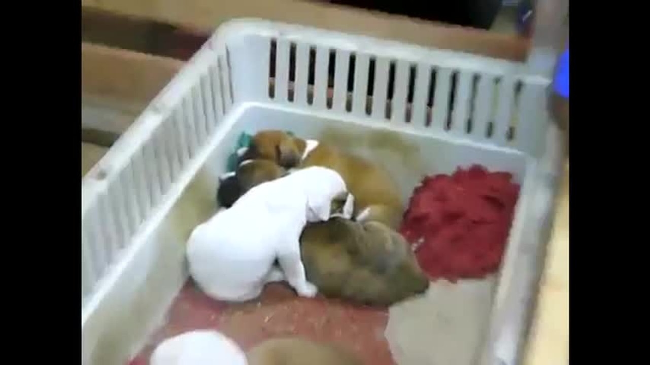Une berceuse pour chiot