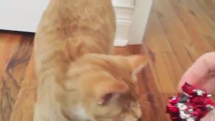 Ce chat aveugle adore jouer