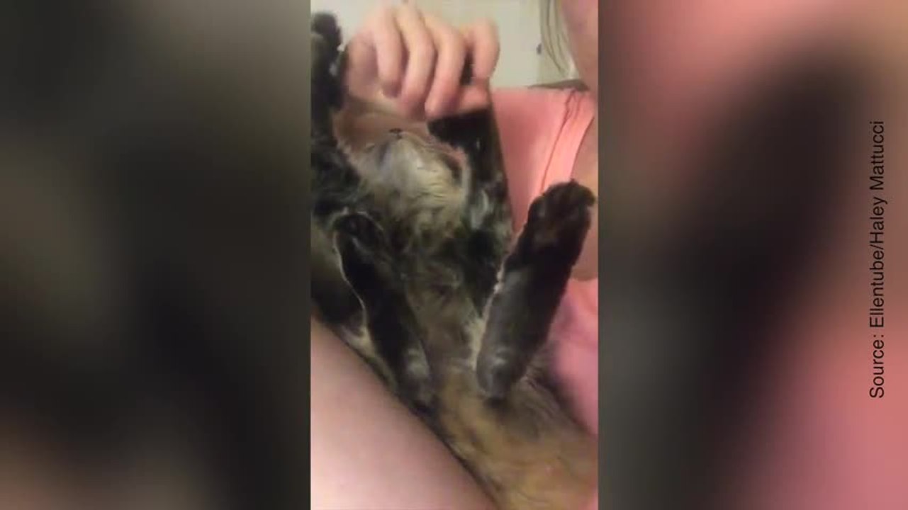 Voilà un chat qui aime les caresses !