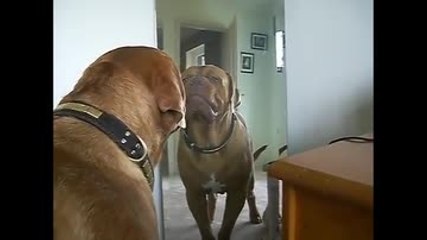 Ce chien ne se reconnaît pas dans le miroir