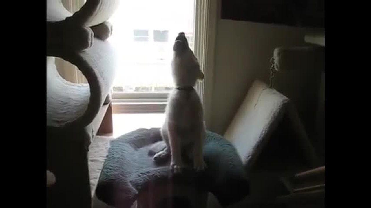 Ce louveteau apprend à hurler