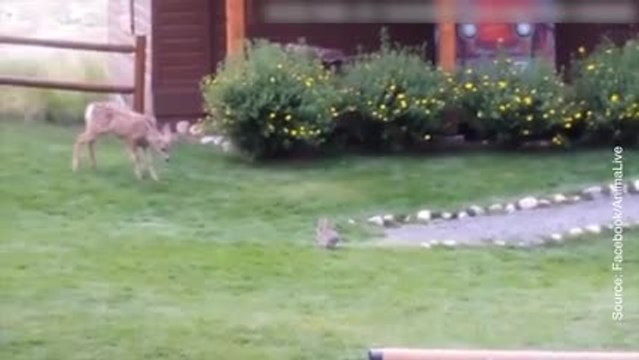 Voici à quoi ressemble le vrai quotidien de Bambi !