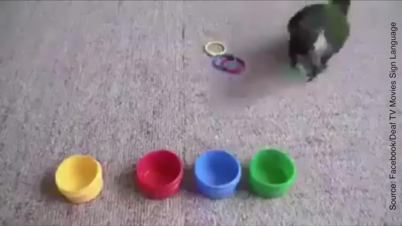 Ce perroquet est hyper intelligent !