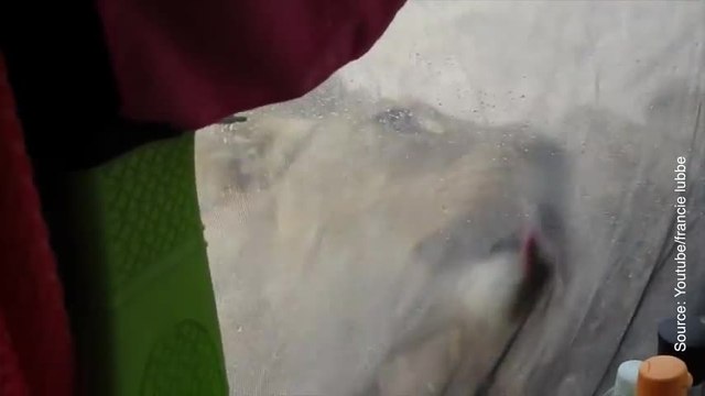 Ces vacanciers ont été réveillés par un bruit étrange…