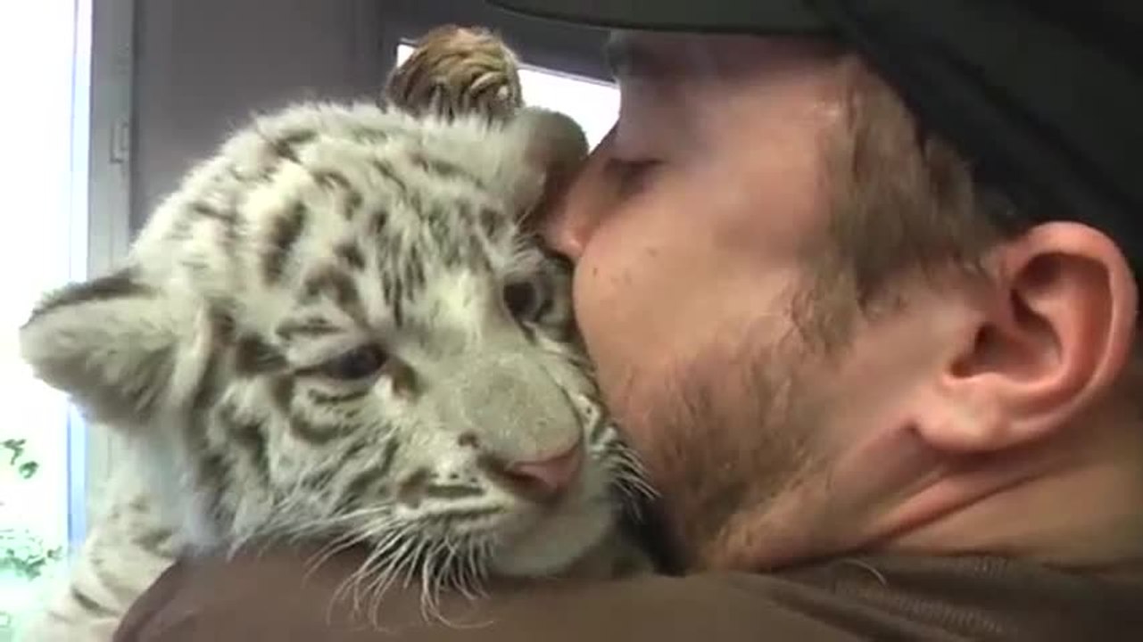Moment de tendresse entre un bébé tigre et son soigneur