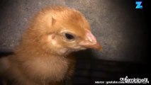 L214 dévoile l’horrible vie des poules pondeuses