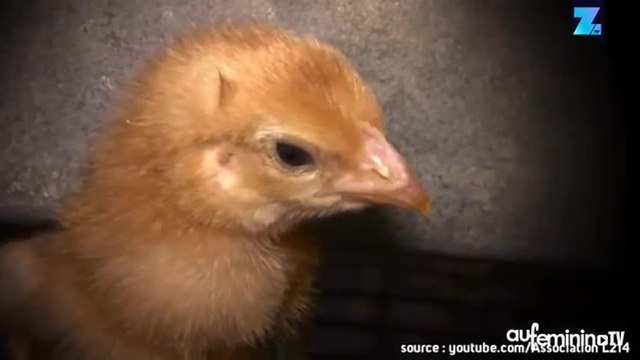 L214 dévoile l’horrible vie des poules pondeuses