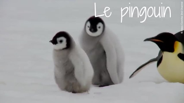 Ces animaux vont vous faire craquer