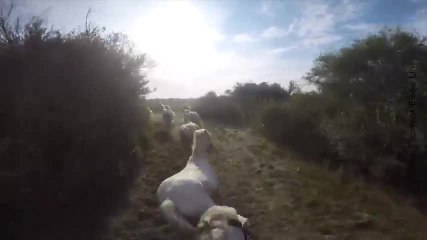 Ce troupeau de chevaux est hypnotisant