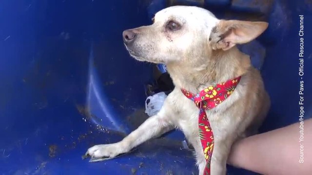 Cette chienne et son chiot ont été sauvés