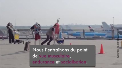 Ce chien est d’une aide précieuse dans cet aéroport !