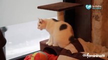 Café des chats : passez un moment en compagnie des félins