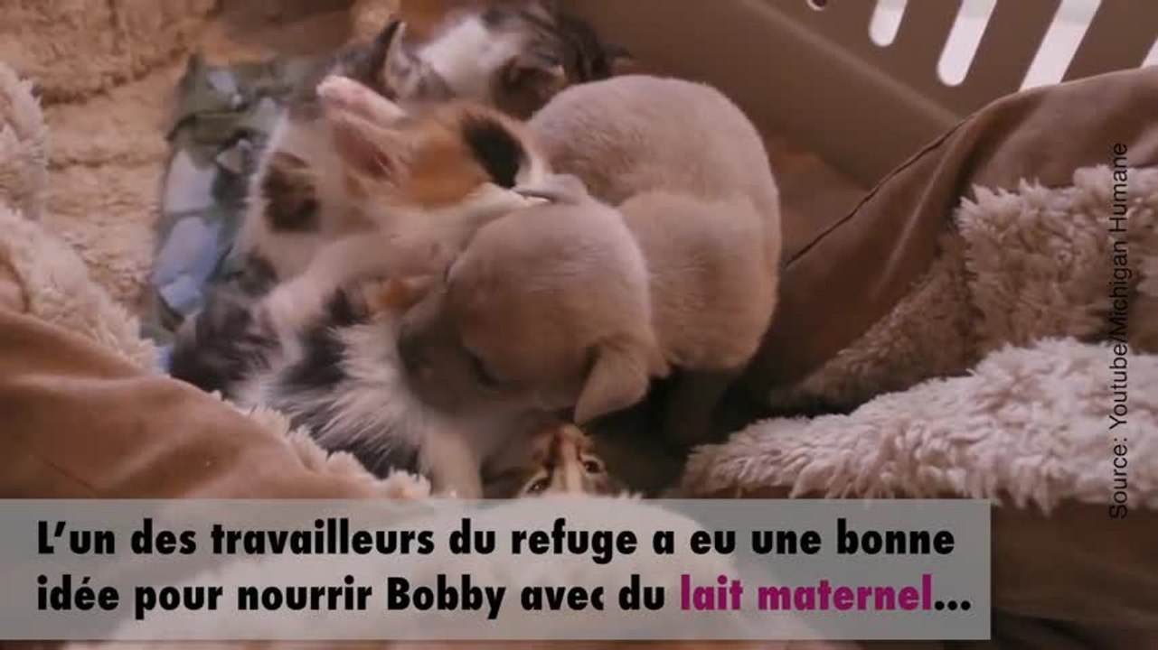 Ce petit chiot s’est fait adopter par une famille de chats