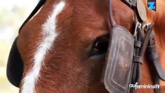 Une commune remplace le camion-poubelle par une calèche